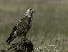 Upland Buzzard