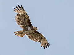 Madagascar Buzzard