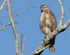 Madagascar Buzzard