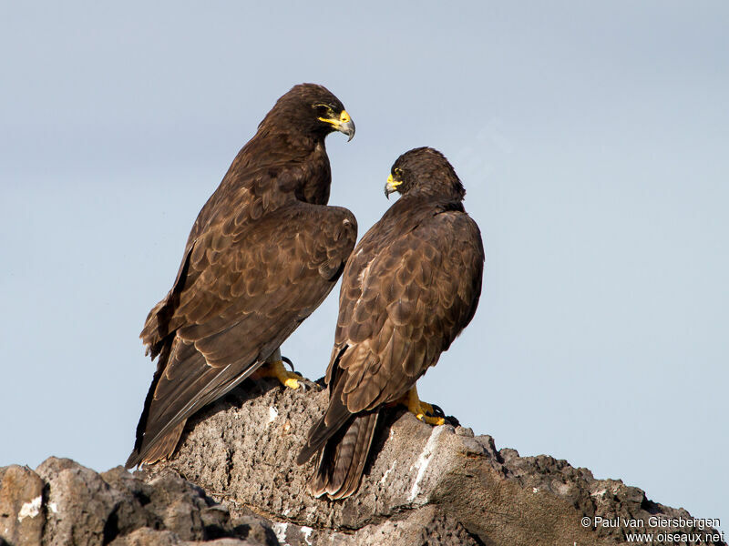 Galapagos Hawk