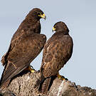 Buse des Galapagos