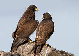 Galapagos Hawk