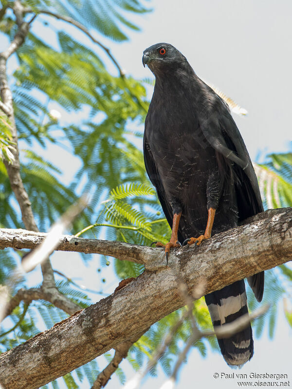 Buse échasseimmature