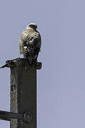 Long-legged Buzzard