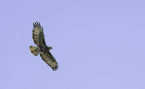 Forest Buzzard