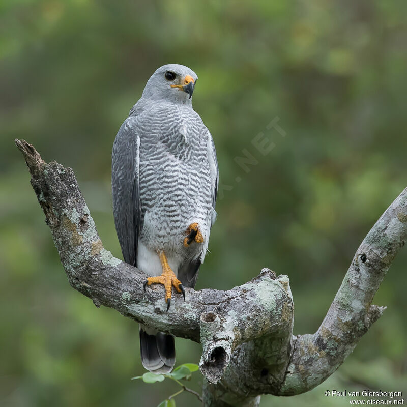 Grey Hawk