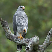 Grey Hawk