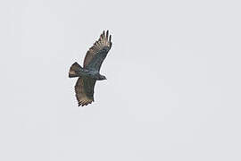 Mountain Buzzard