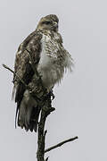 Mountain Buzzard