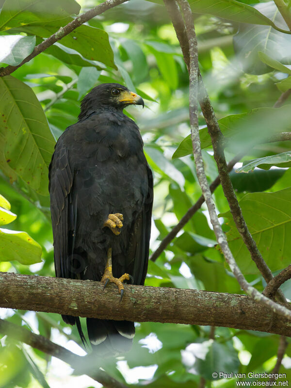 Common Black Hawk