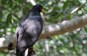 Common Black Hawk