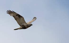 Rough-legged Buzzard