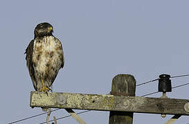 Jackal Buzzard