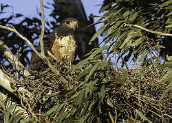 Jackal Buzzard