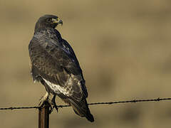 Jackal Buzzard