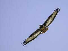 Jackal Buzzard