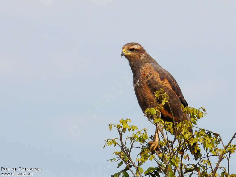 Savanna Hawksubadult, identification