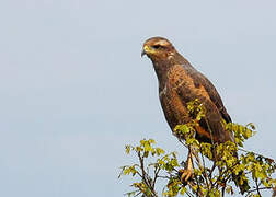 Savanna Hawk