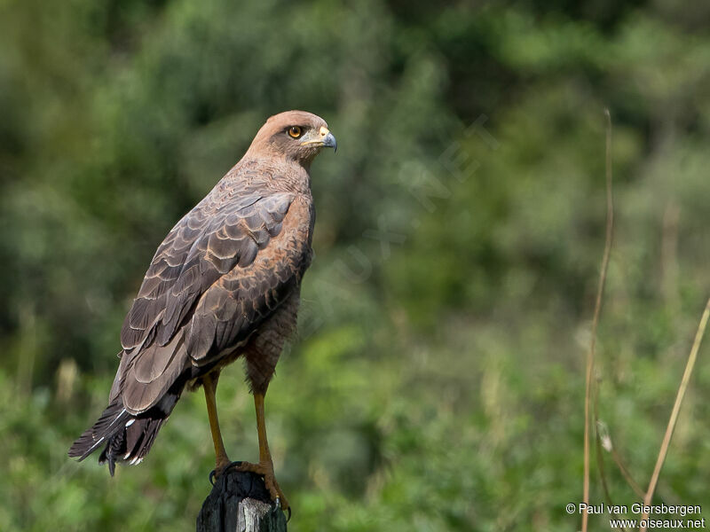 Savanna Hawk