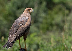 Savanna Hawk