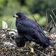 Solitary Eagle