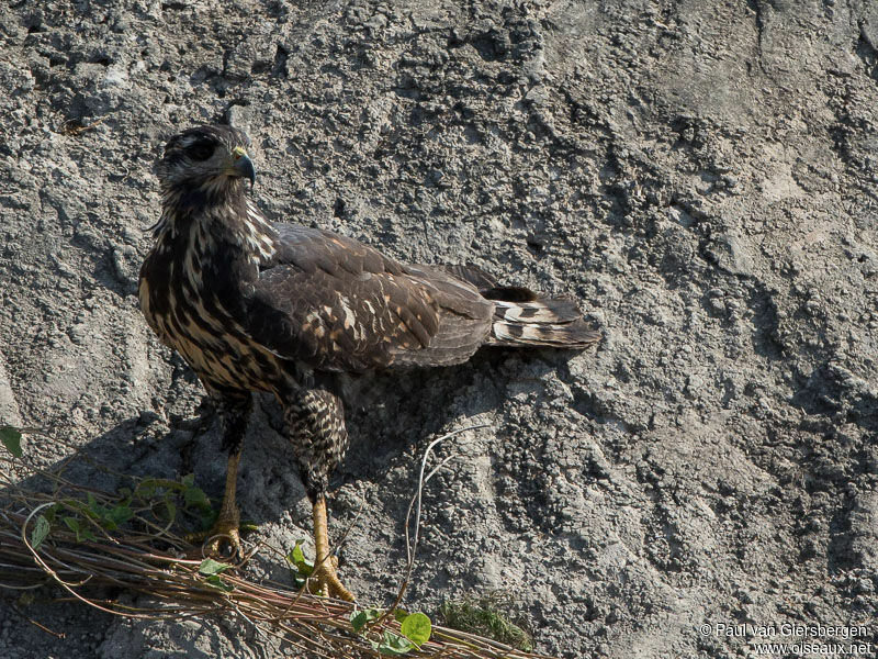 Great Black Hawk