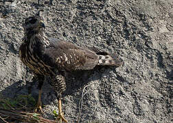 Great Black Hawk