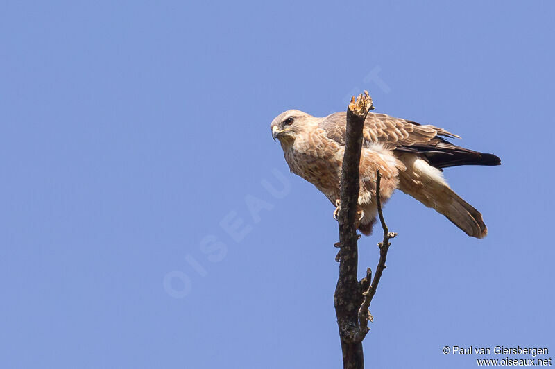 Buse variable