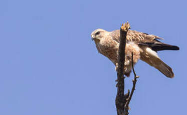 Buse variable