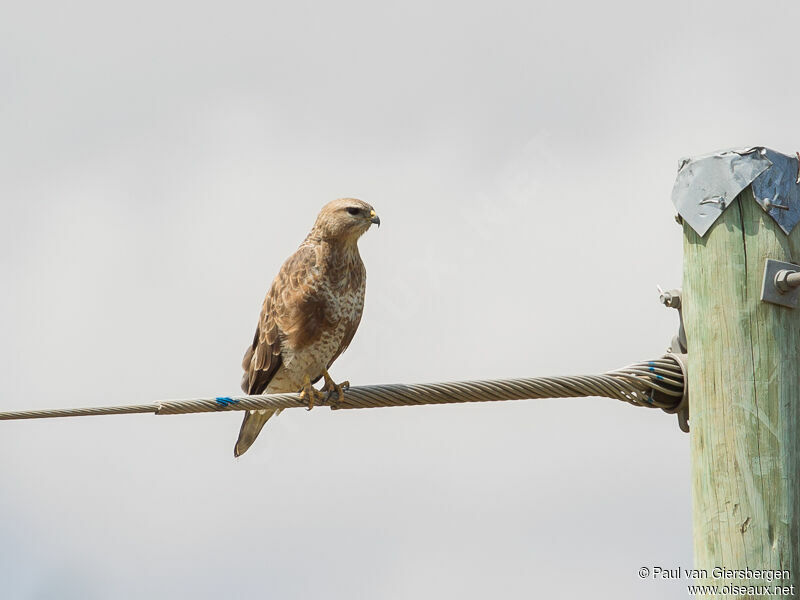 Buse variable