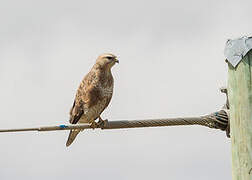 Common Buzzard