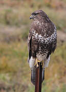 Common Buzzard