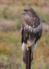 Buse variable