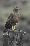 Buse variable