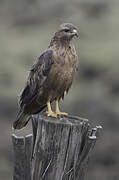 Common Buzzard