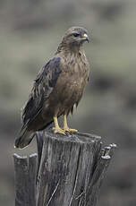 Buse variable