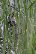 Australasian Bittern