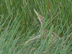 Pinnated Bittern