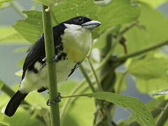 Spot-crowned Barbet