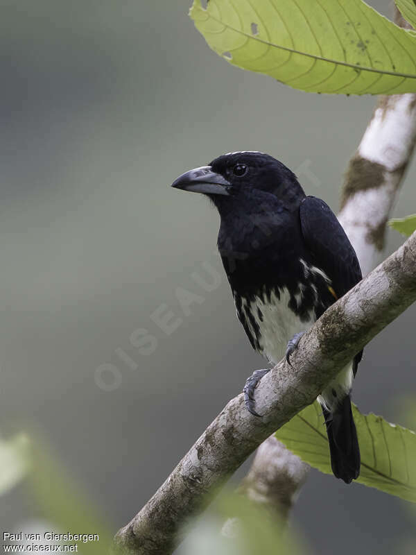 Spot-crowned Barbet female adult, identification