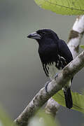 Spot-crowned Barbet