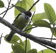 Five-colored Barbet