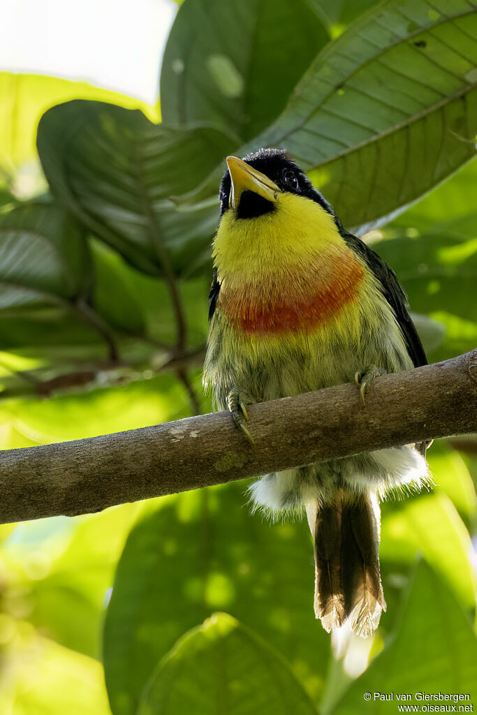 Lemon-throated Barbetadult