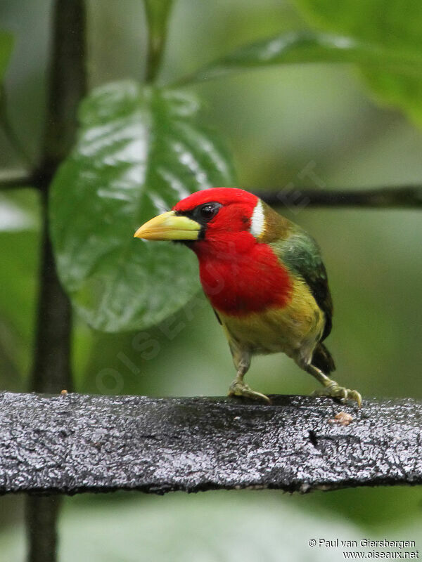 Red-headed Barbet