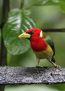 Red-headed Barbet