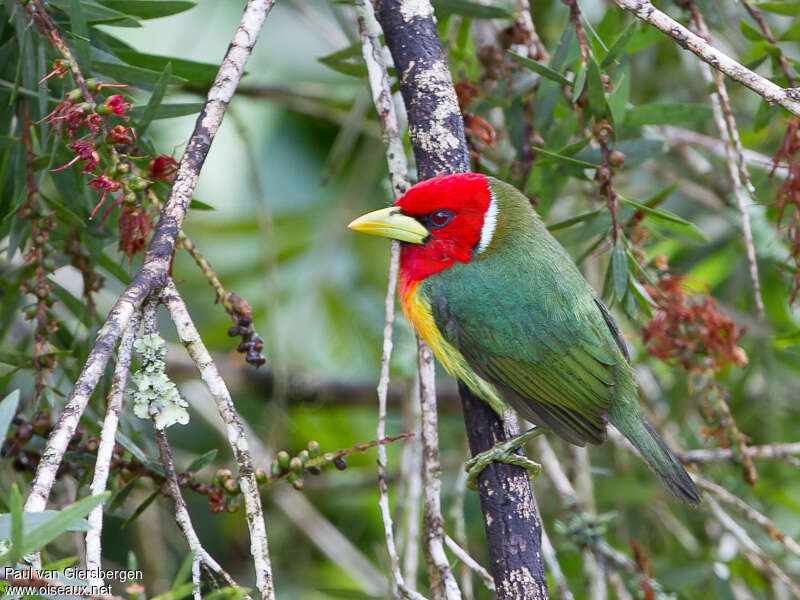 Red-headed Barbet male adult, identification