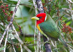 Red-headed Barbet