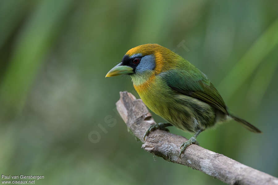 Red-headed Barbet female adult, identification