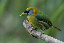 Red-headed Barbet