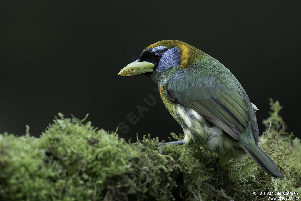 Red-headed Barbet female adult